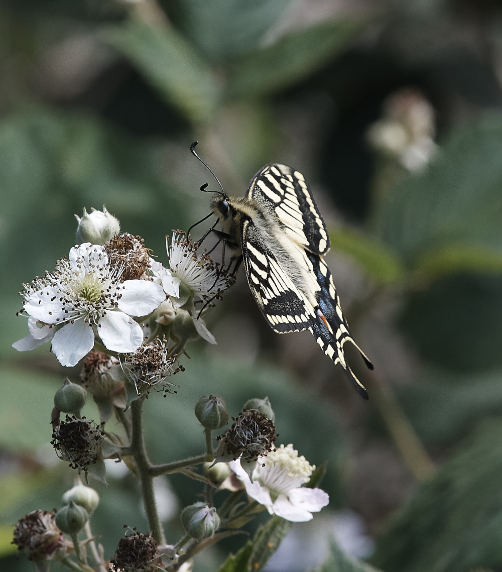 HicklingSwallowtail220619-1