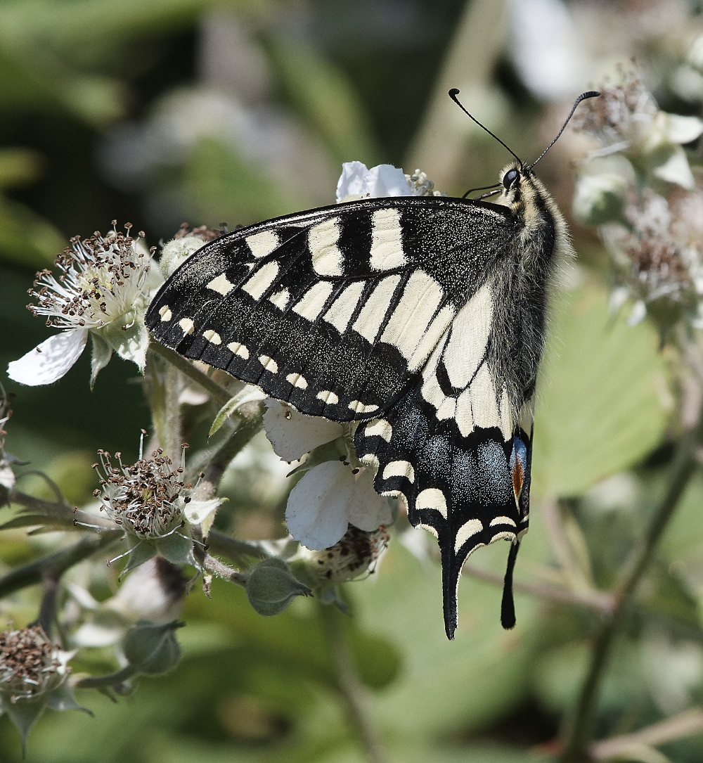 HicklingSwallowtail220619-10