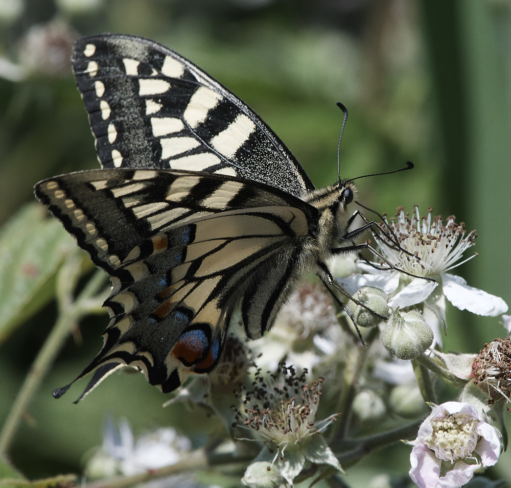 HicklingSwallowtail220619-11