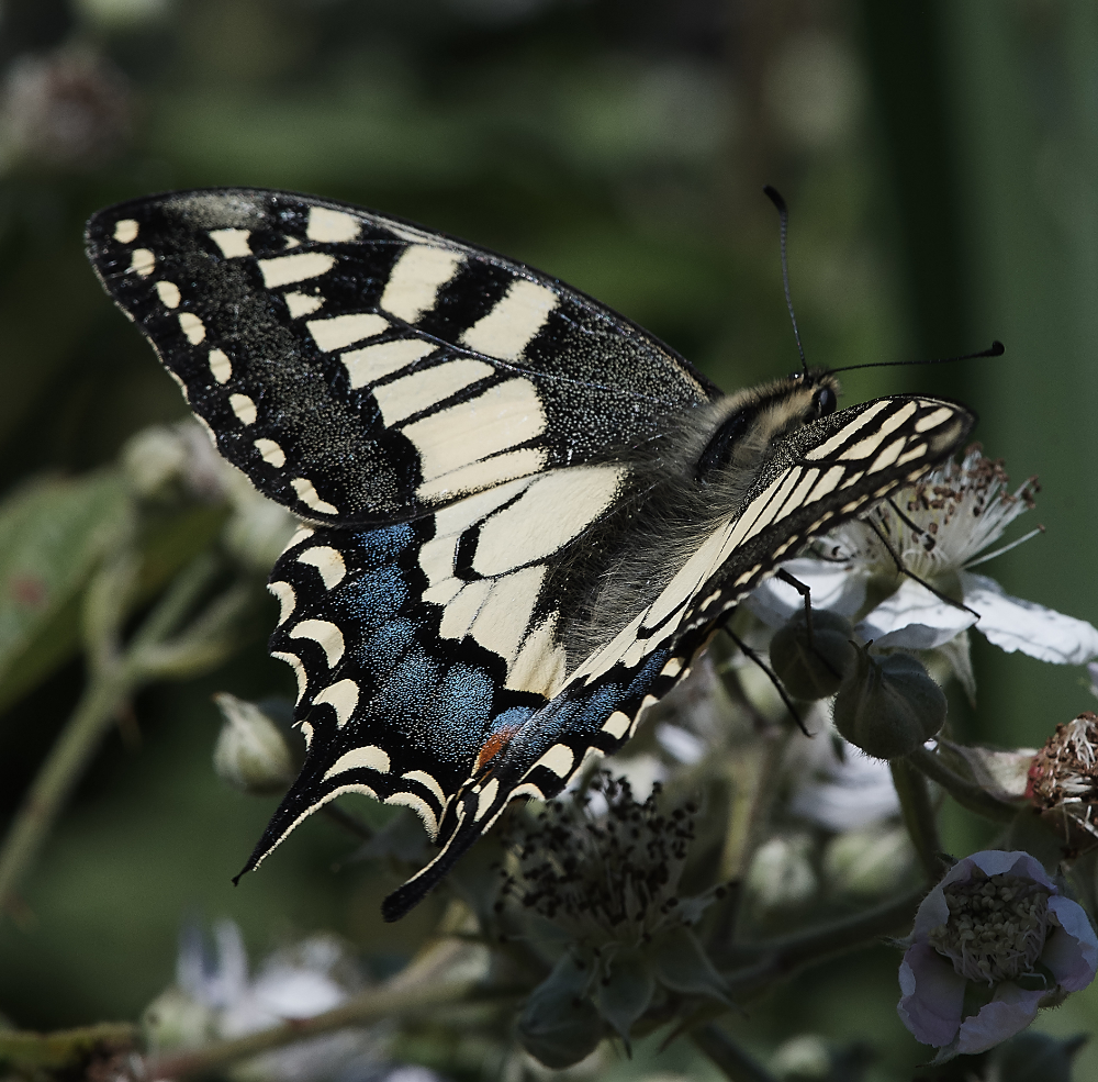 HicklingSwallowtail220619-12