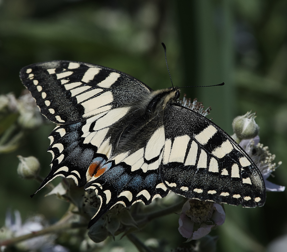 HicklingSwallowtail220619-13
