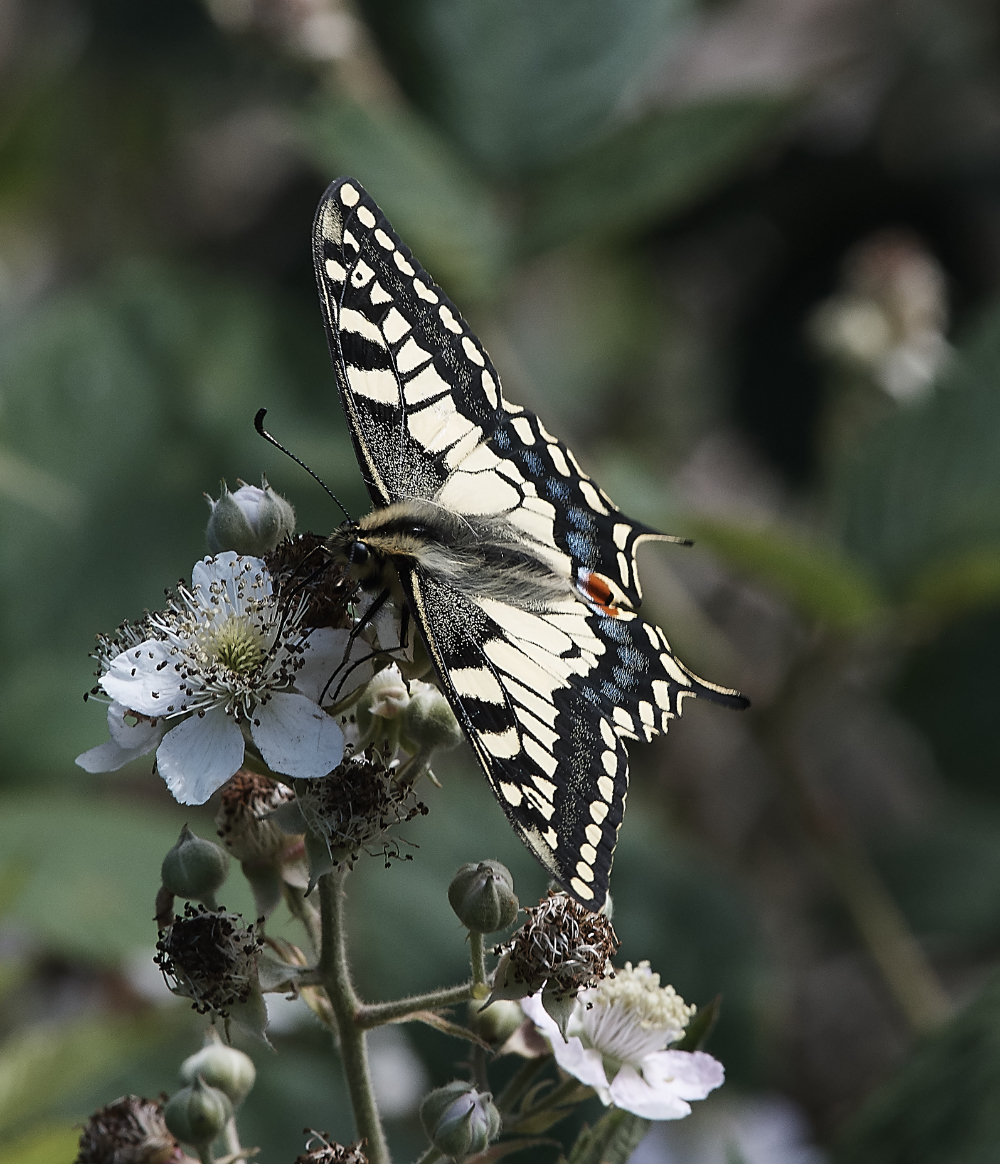 HicklingSwallowtail220619-2