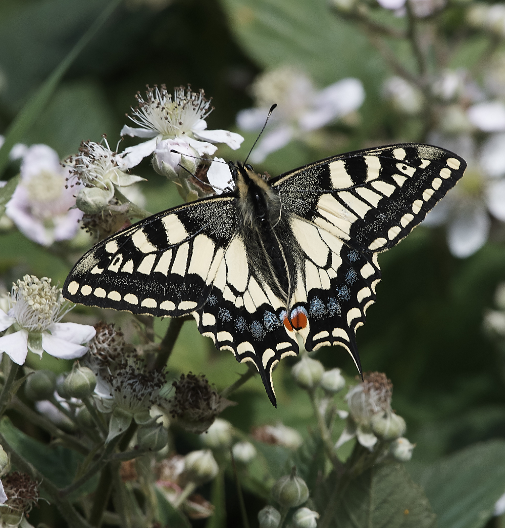 HicklingSwallowtail220619-4