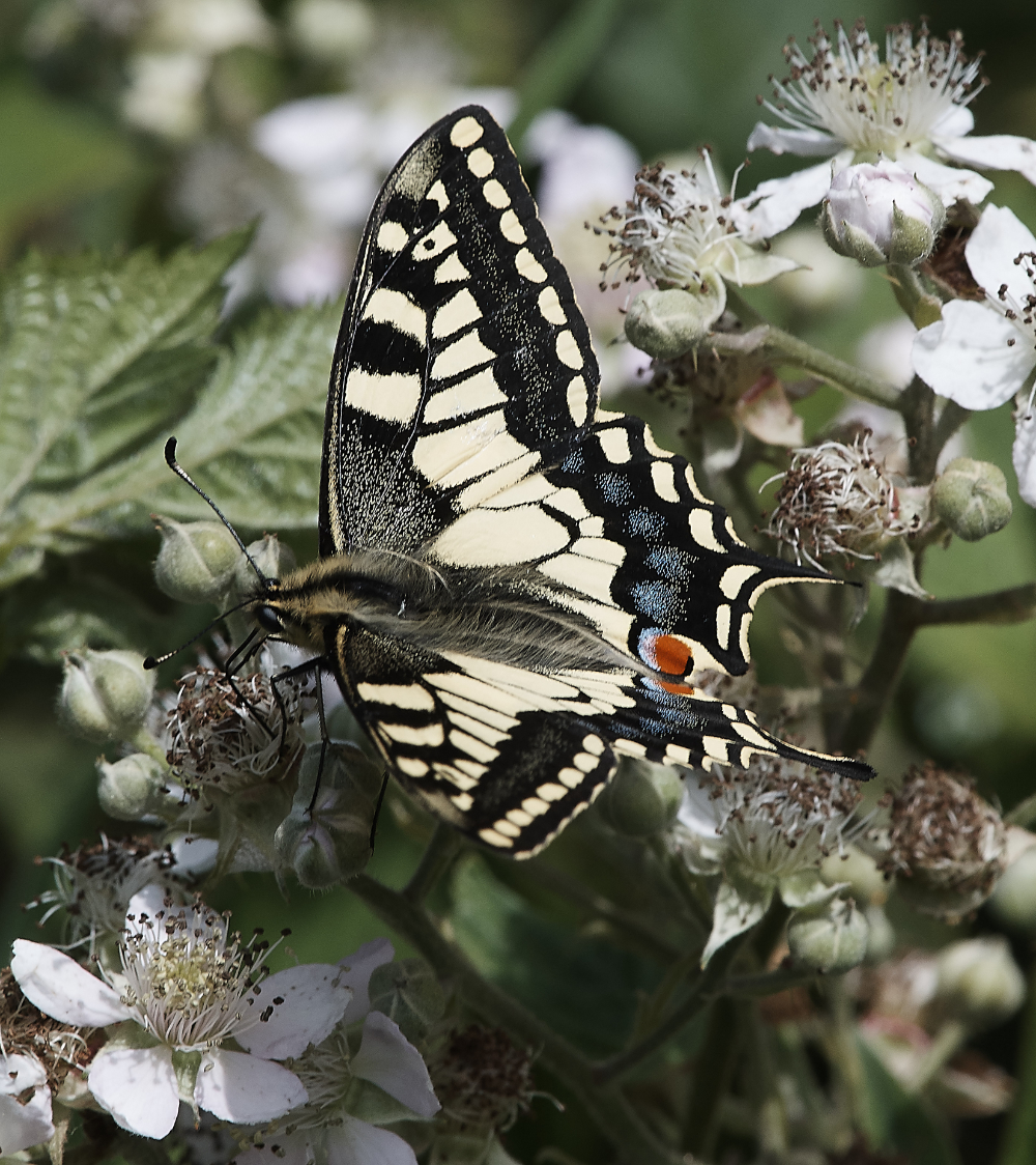 HicklingSwallowtail220619-5
