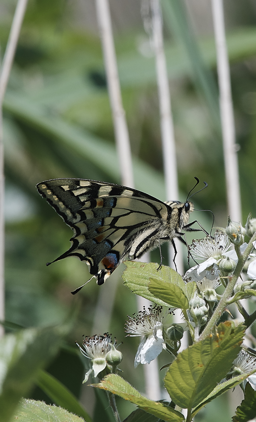 HicklingSwallowtail220619-8