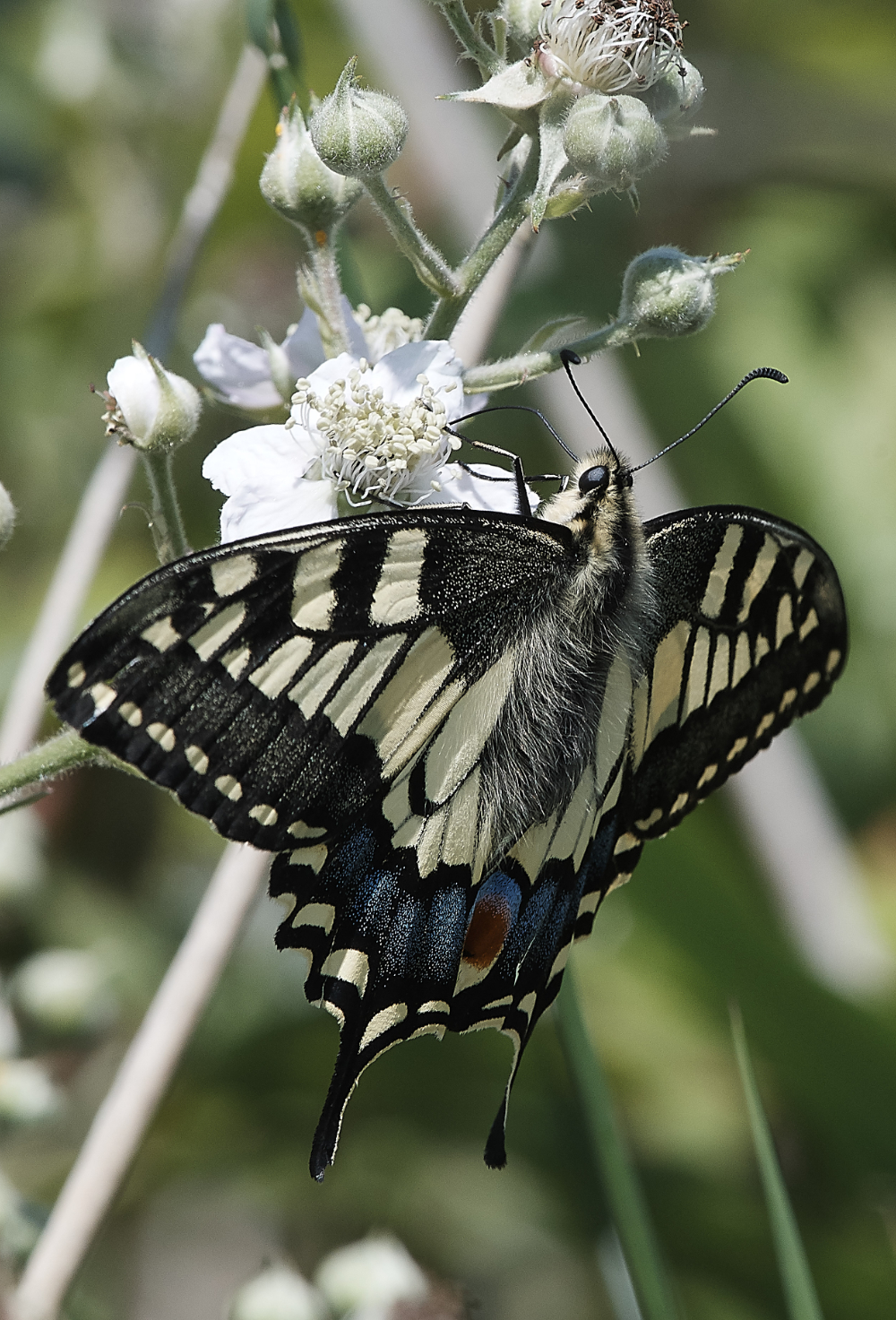 HicklingSwallowtail220619-9