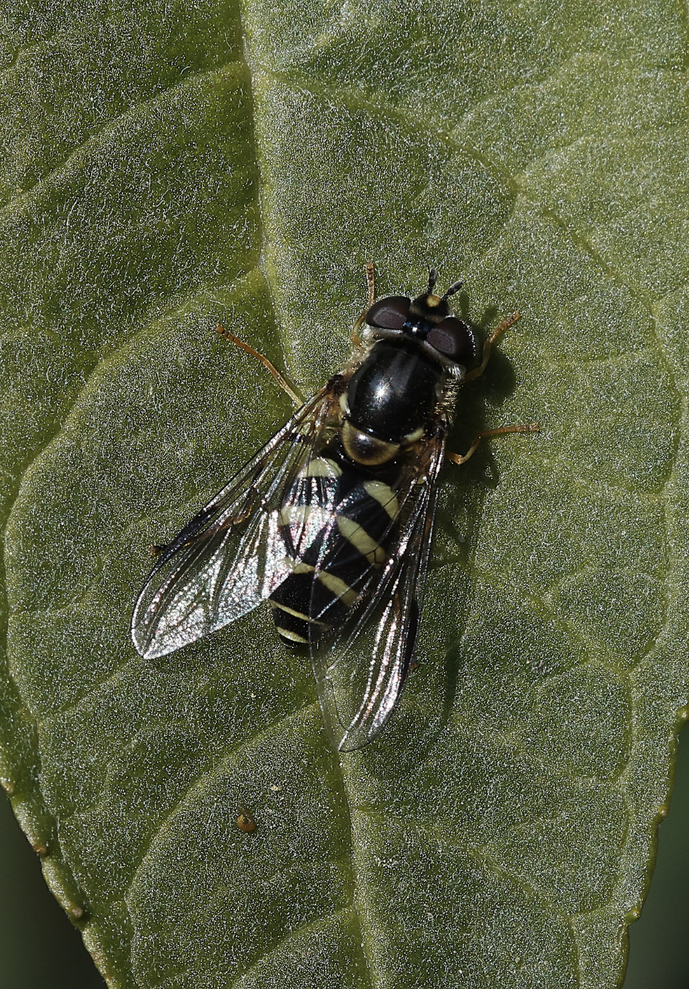 StonePitWoodHoverfly2304019-1