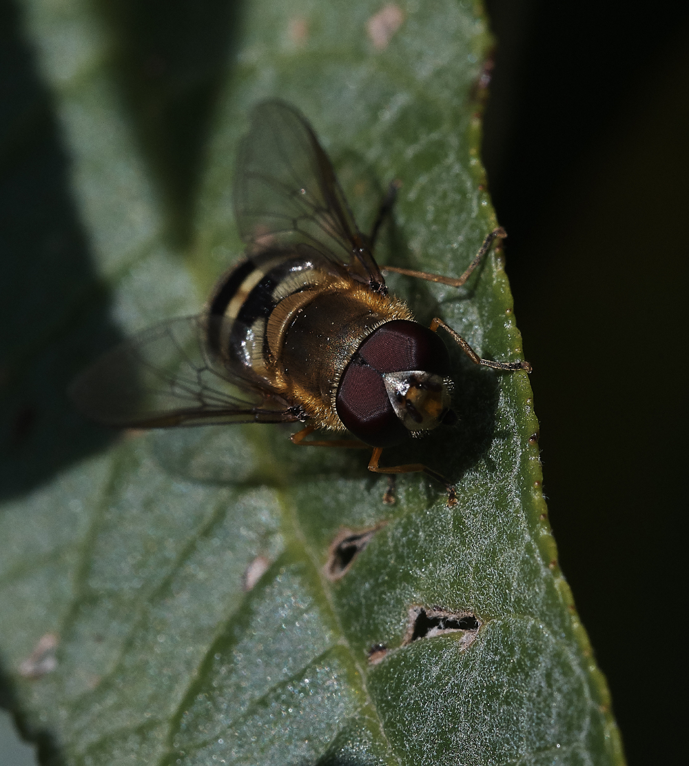 StonePitWoodHoverfly300419-3