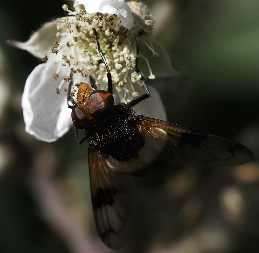 StonepitWoodPiedHoverfly280619-2