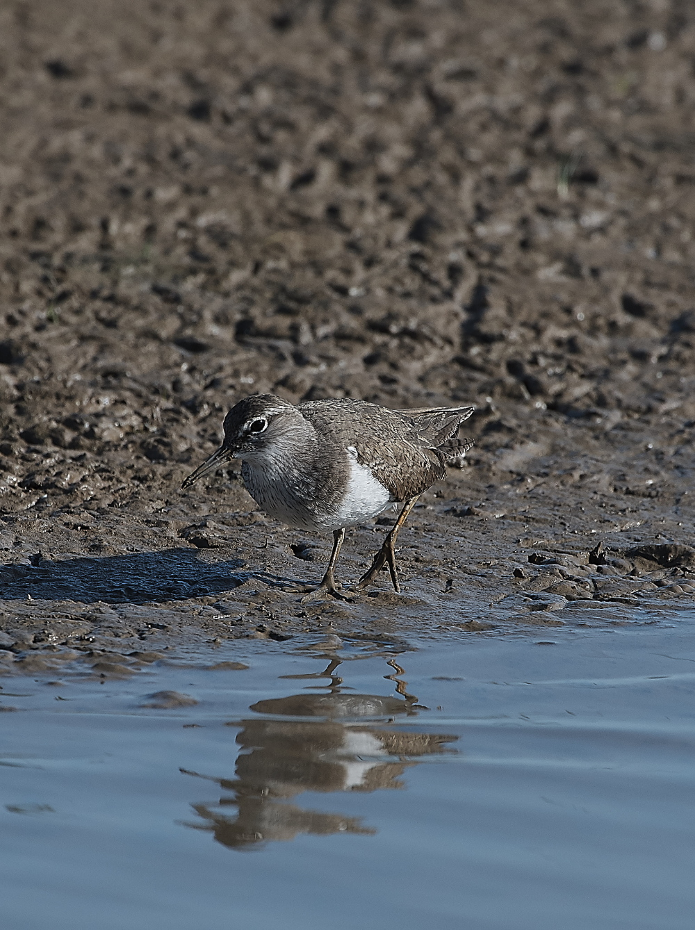 CleyCommonSandpiper140719-2