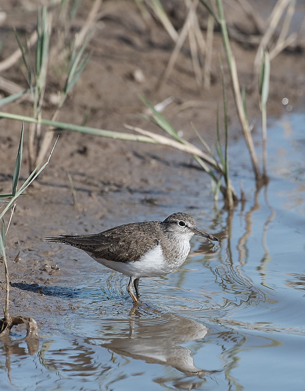 CleyCommonSandpiper140719-7