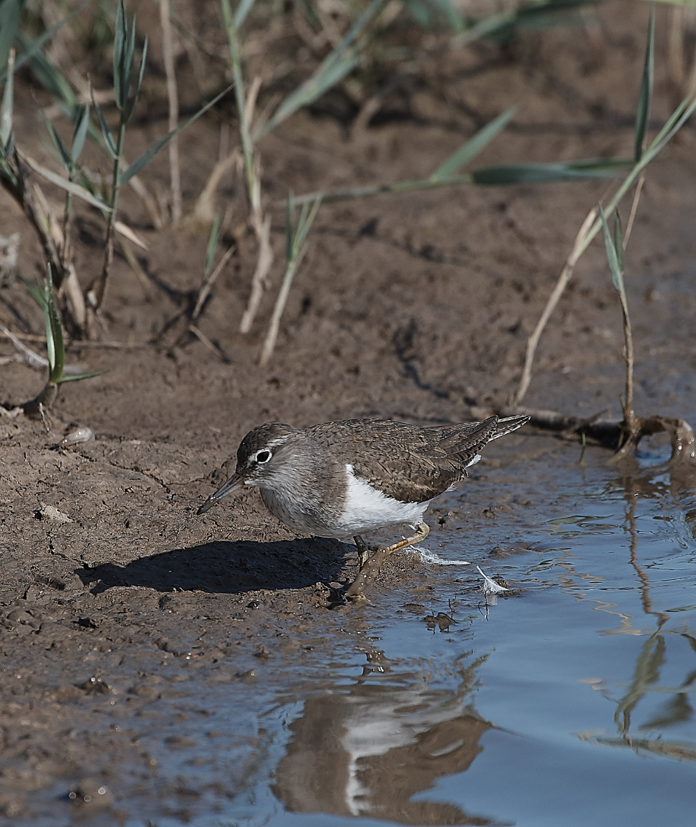 CleyCommonSandpiper140719-9