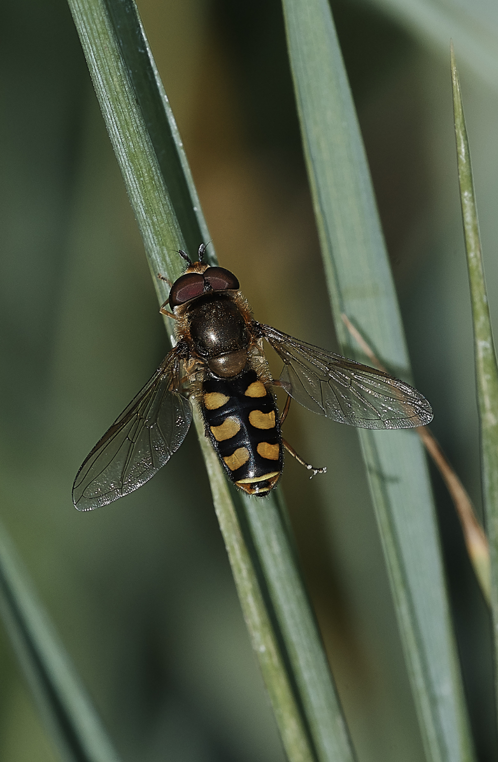 CleyHoverfly290719-1
