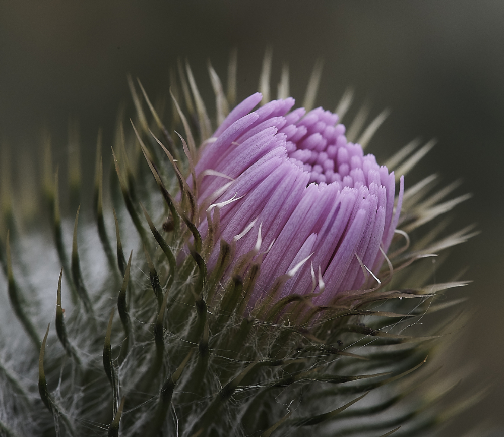 CleyThistle210719-1
