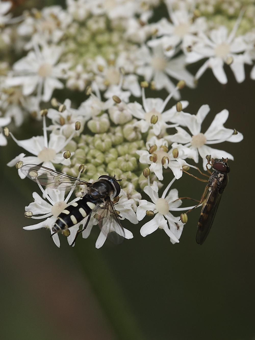FoxleyHoverfly260719-3