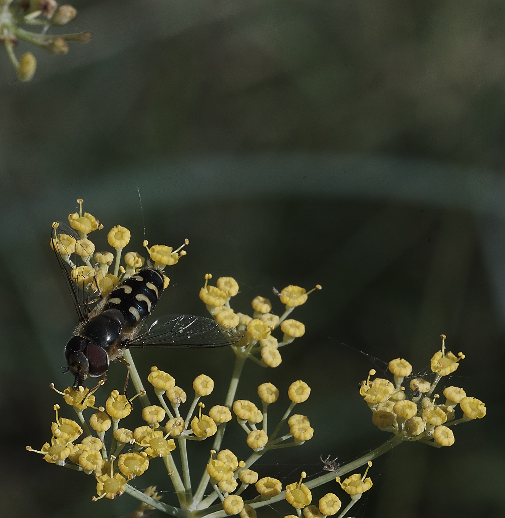 SalthouseHoverfly2270919-1