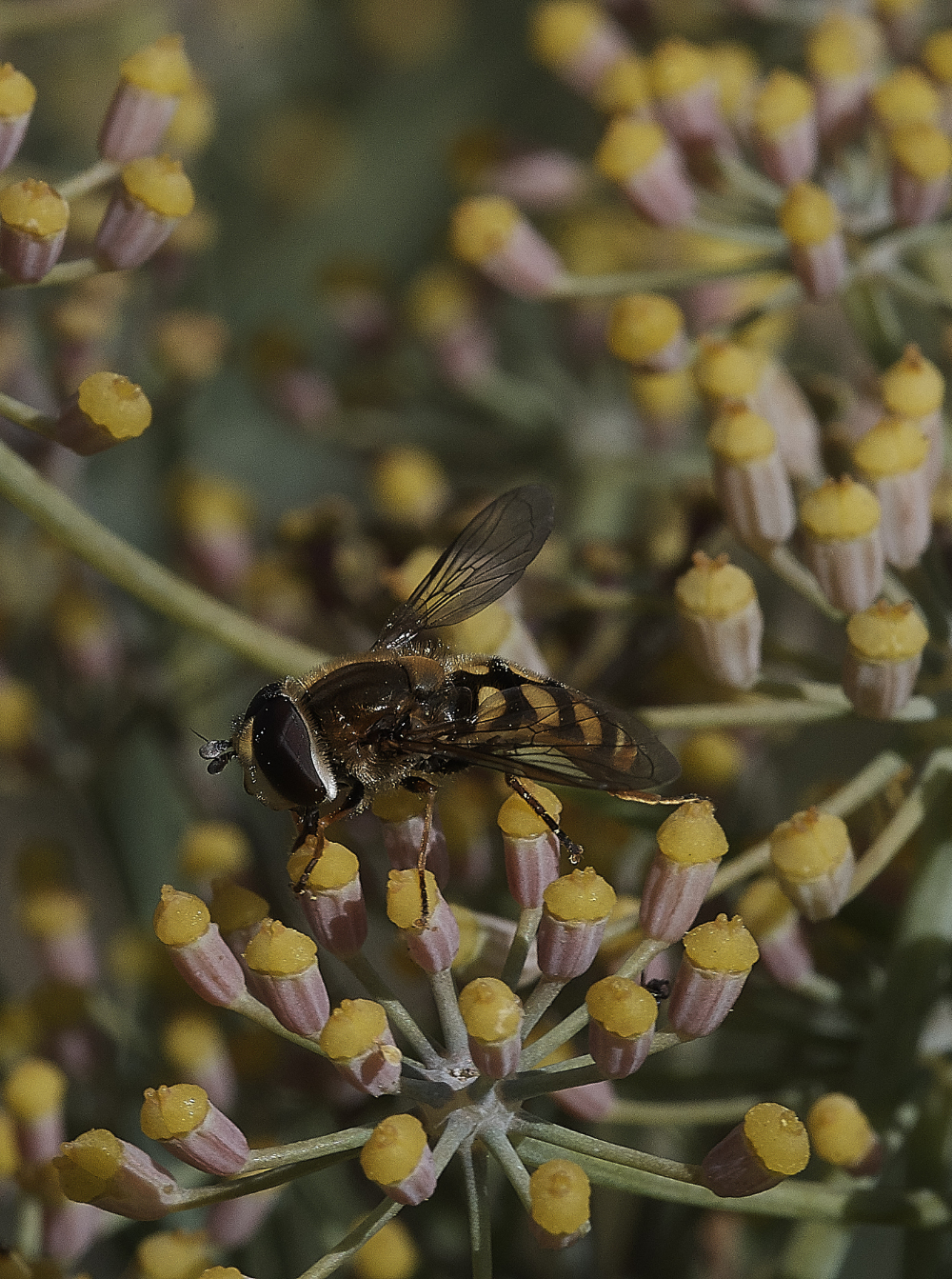 SalthouseHoverfly290719-2