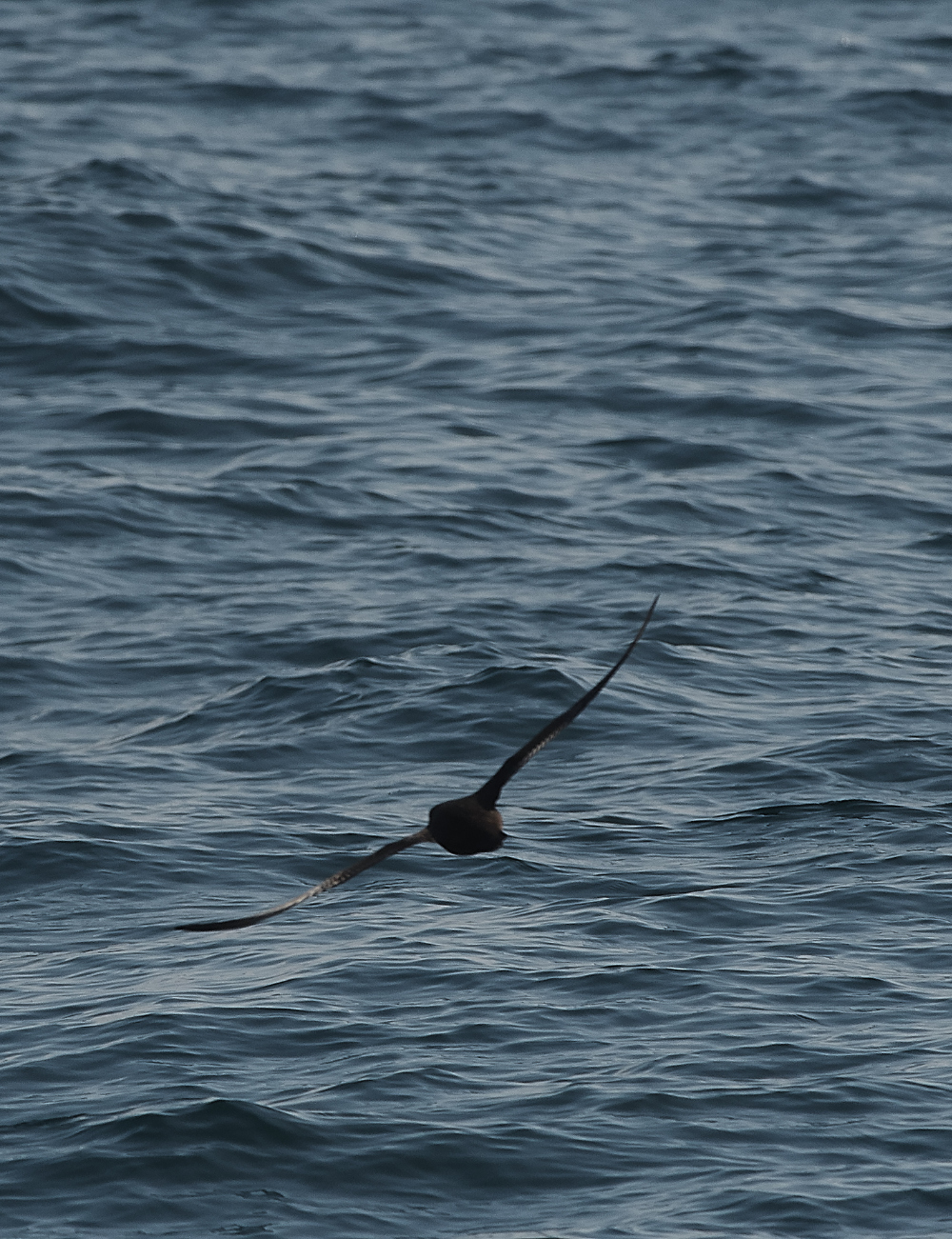 ScillyPelagic3SootyShearwater240819-1
