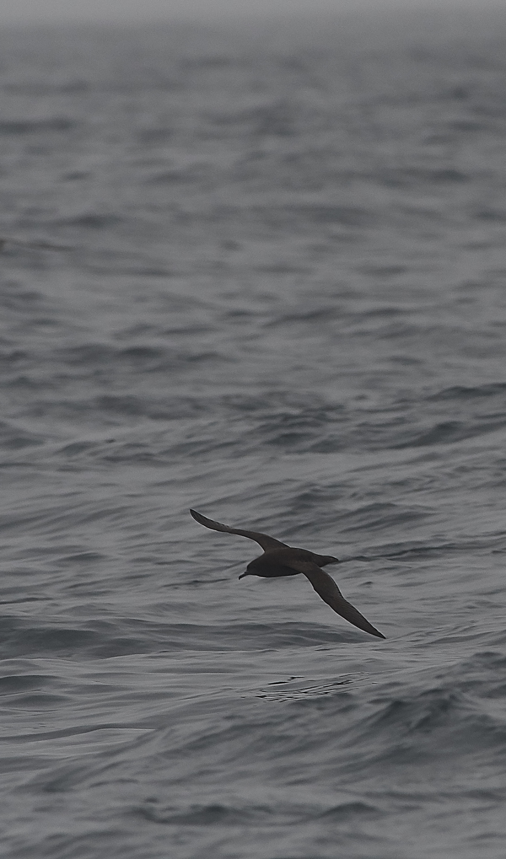 ScillyPelagic4SootyShearwater250819-3