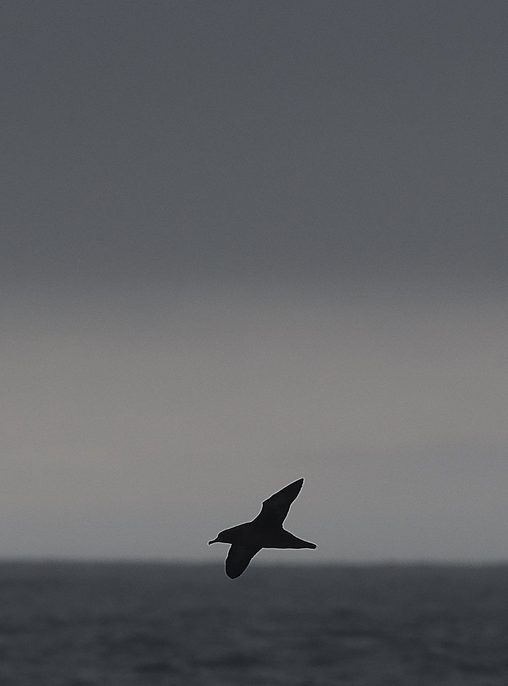 ScillyPelagic4SootyShearwater250819-4