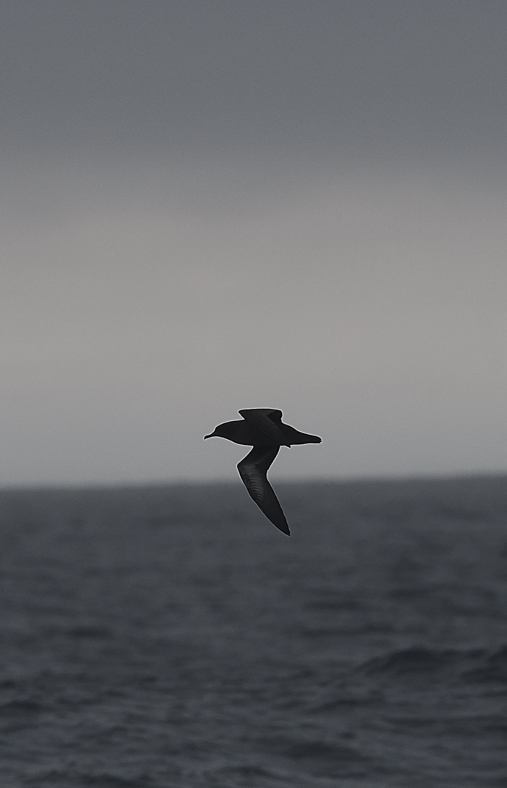 ScillyPelagic4SootyShearwater250819-5