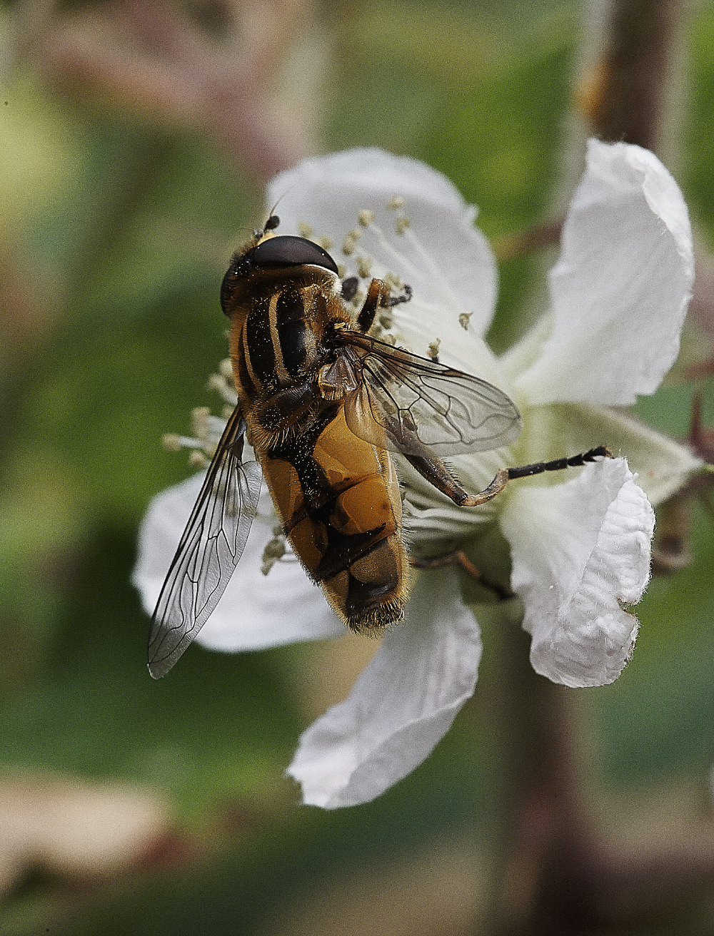 StonpitWoodHoverfly170719-4