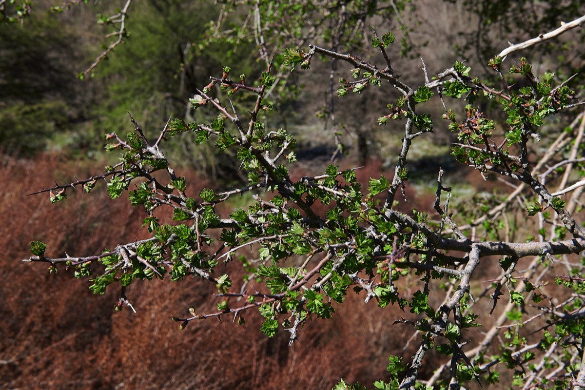 Hawthorn coming into leaf on the Omalos Plateau