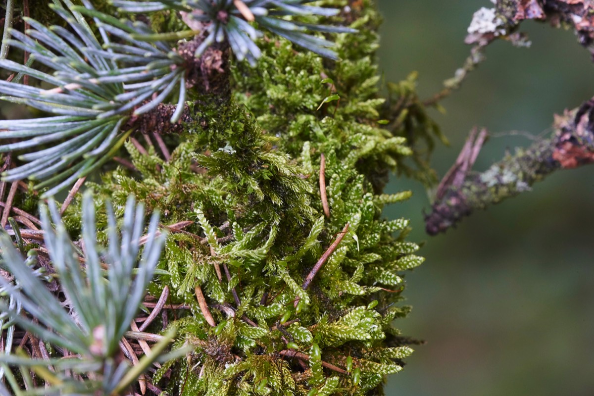 Cypress-leaved Plait-moss on Atlantic Cedar 20/10/19