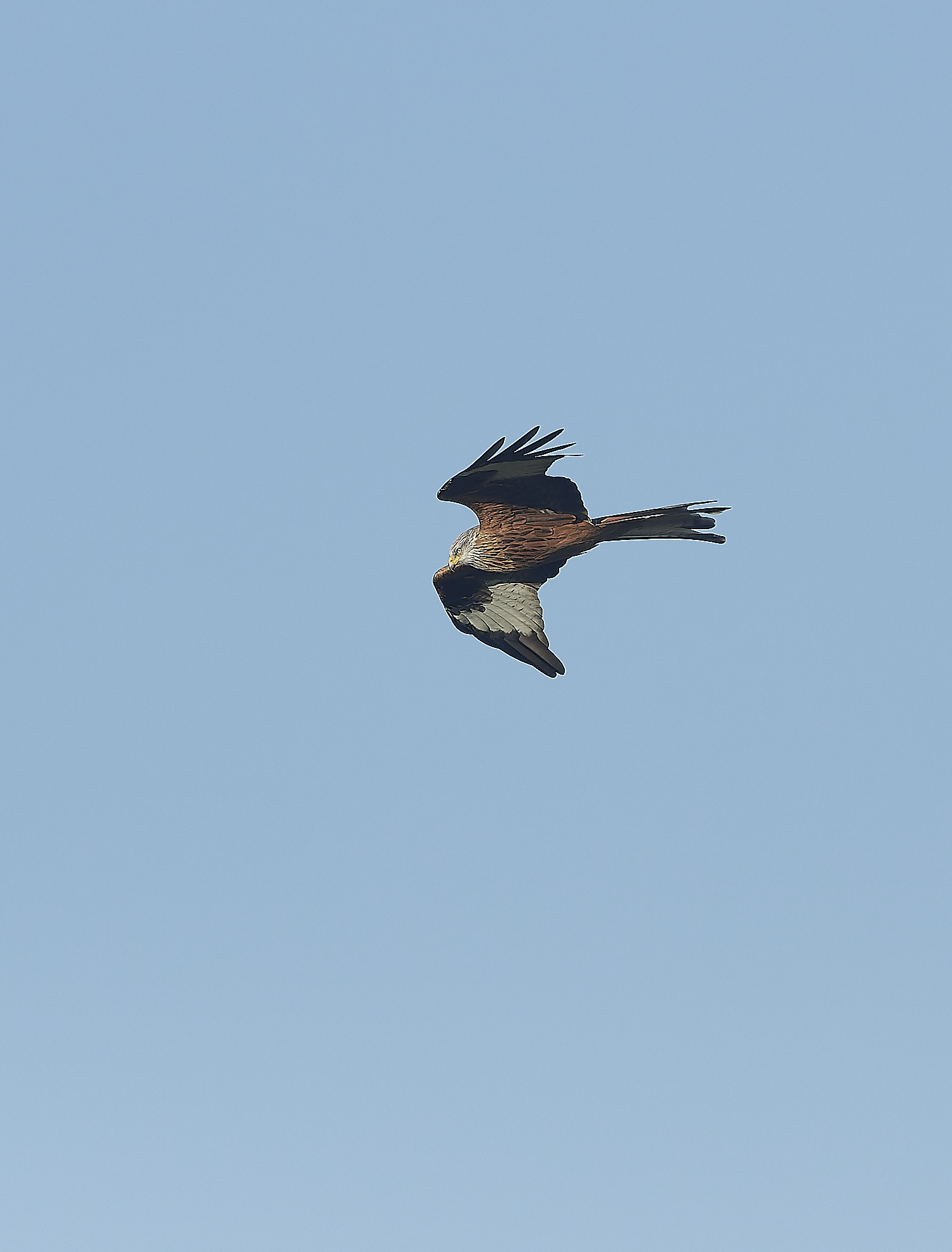 ChoseleyRedKite301219-5-NEF_DxO_DeepPRIME