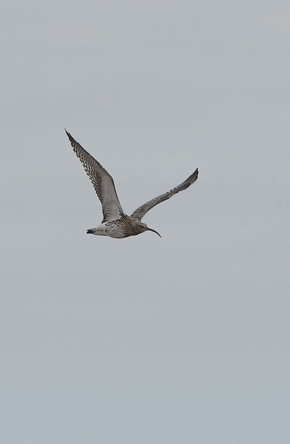 CleyCurlew200919-1