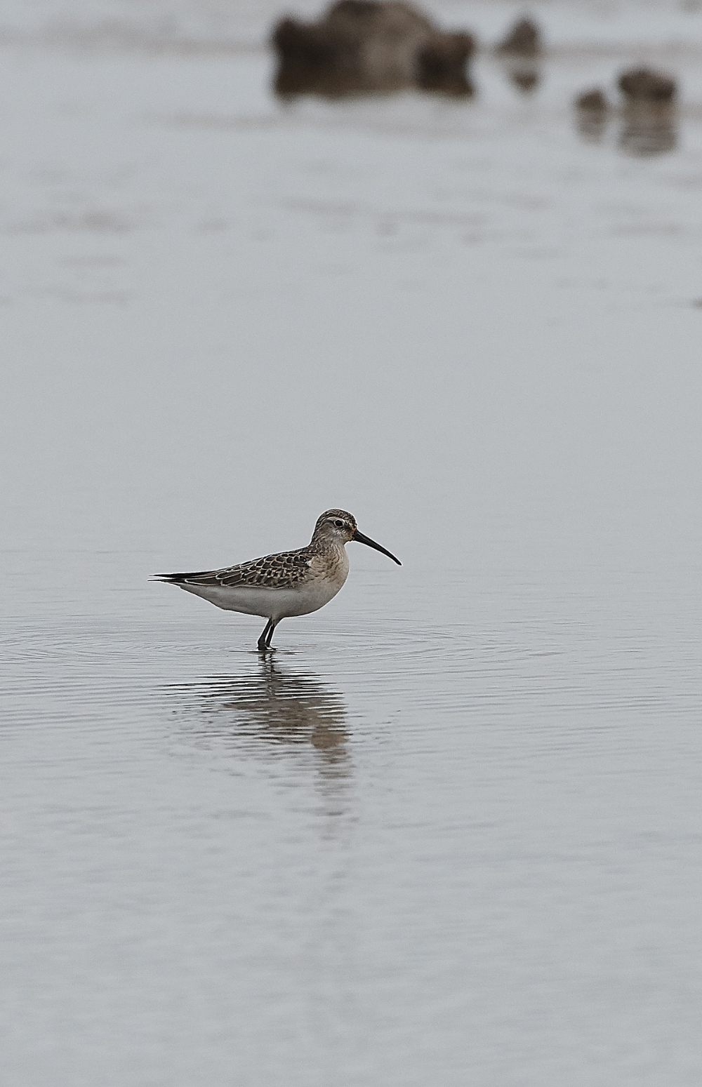CleyCurlewSandpiper200919-1