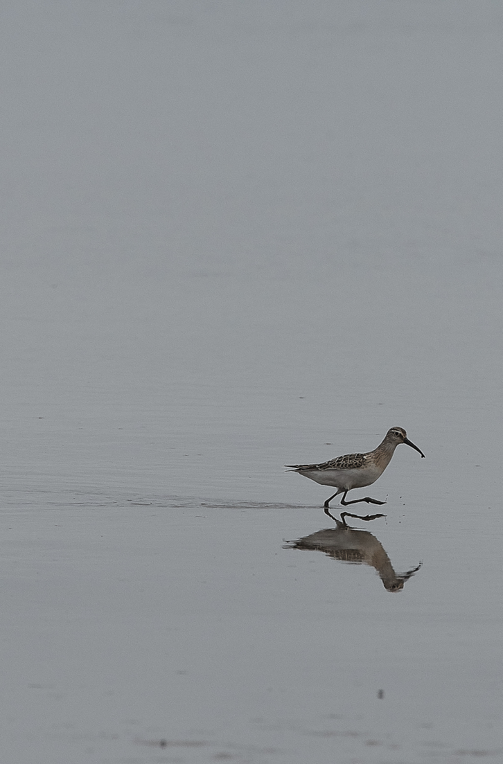 CleyCurlewSandpiper200919-2