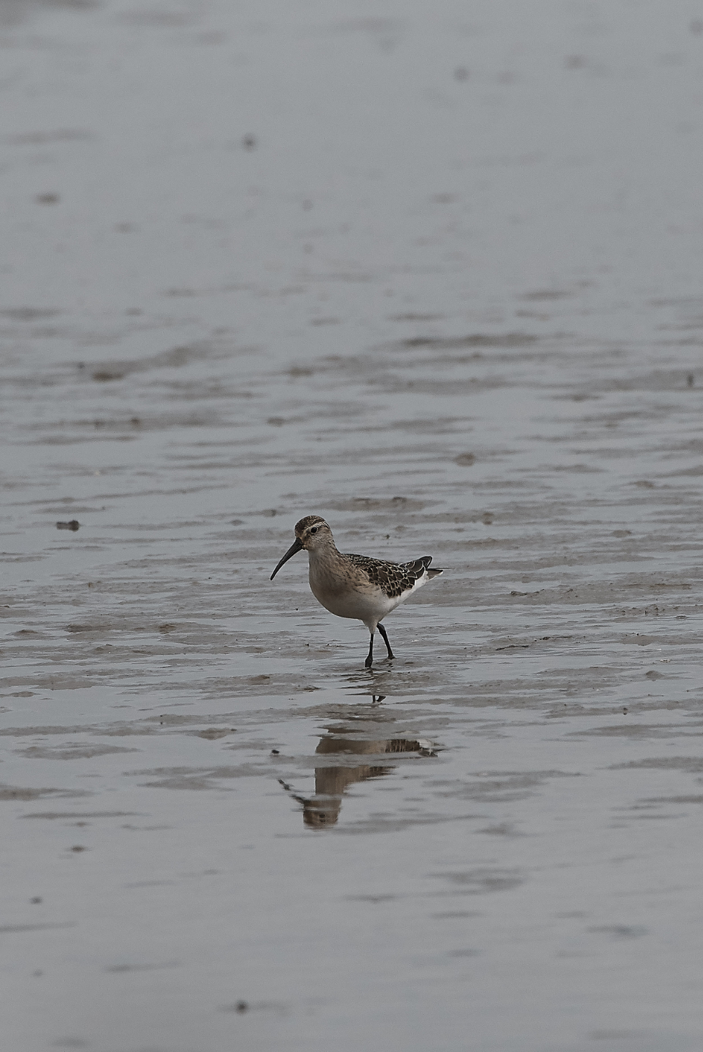 CleyCurlewSandpiper200919-3