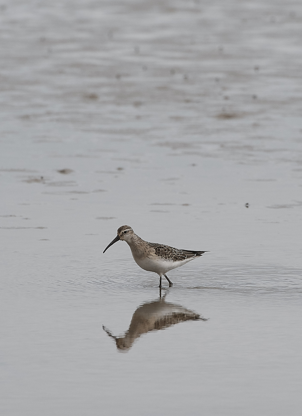 CleyCurlewSandpiper200919-4