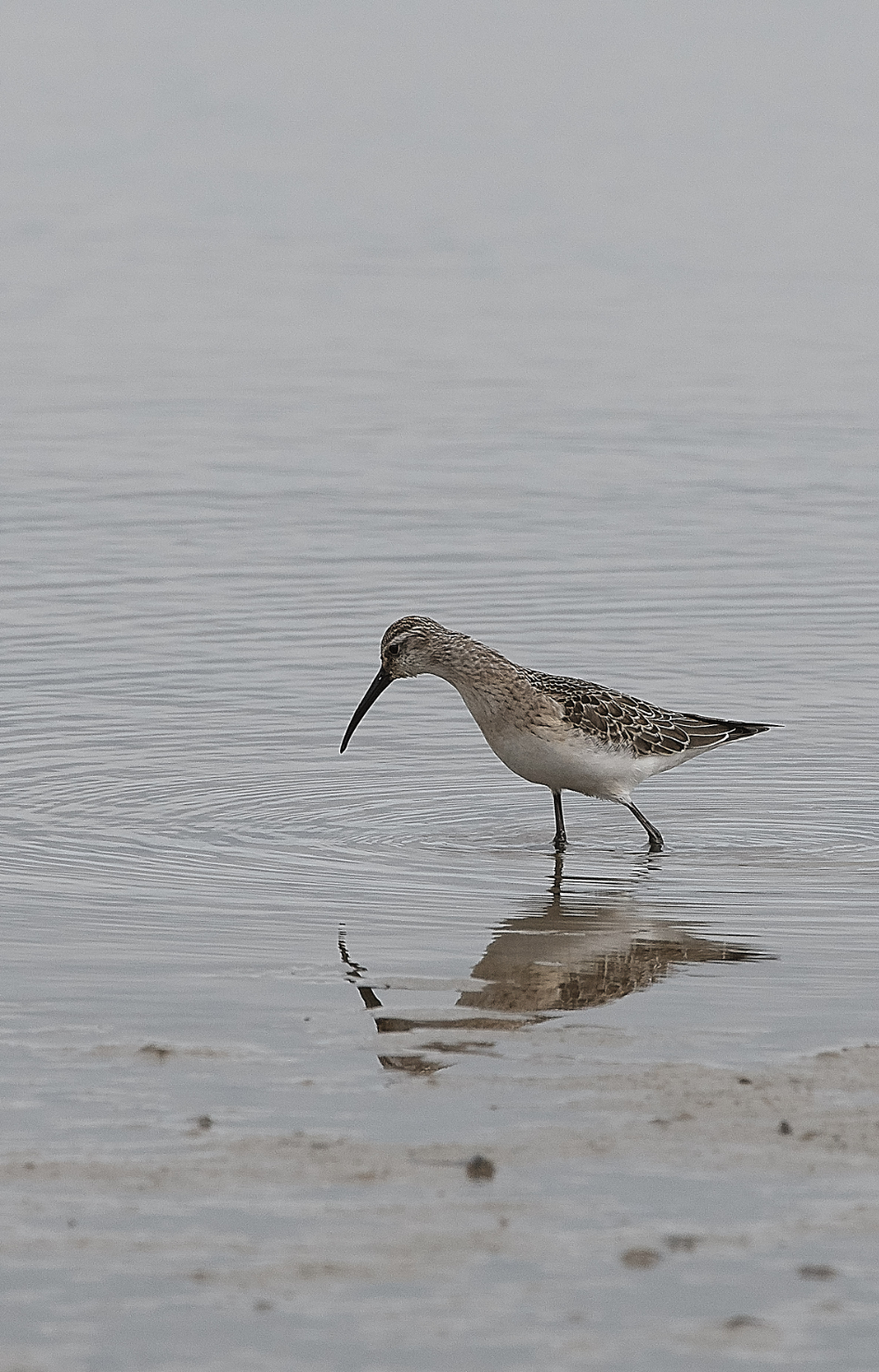 CleyCurlewSandpiper200919-5