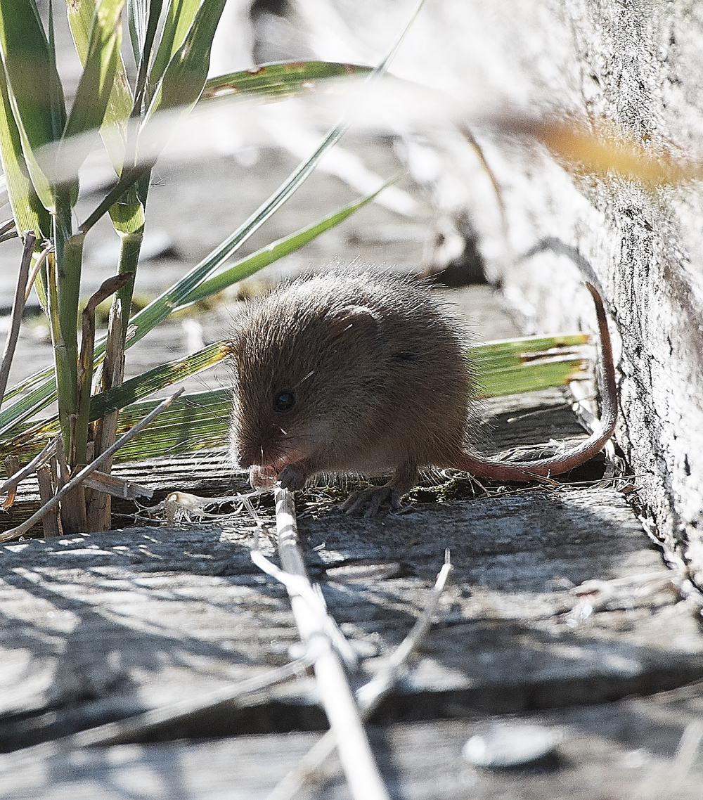 CleyHarvestMouse160919-1