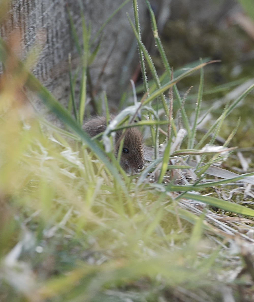 CleyHarvestMouse160919-3