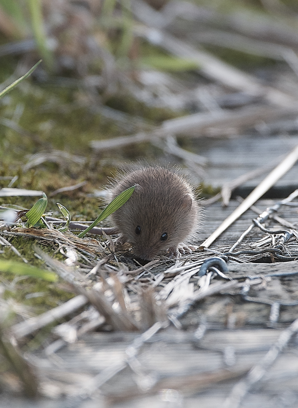 CleyHarvestMouse160919-6