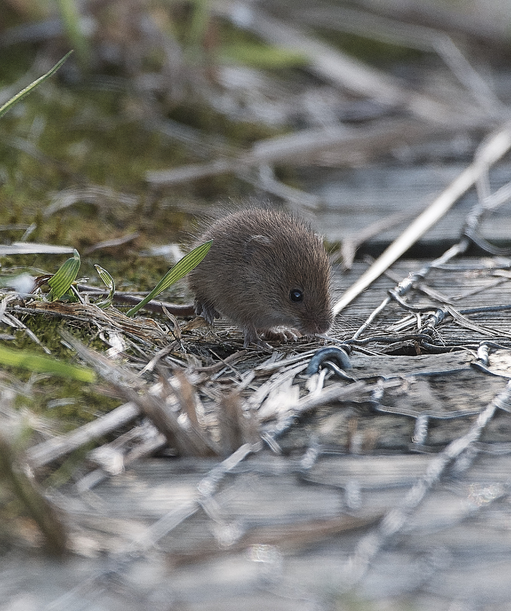 CleyHarvestMouse160919-8