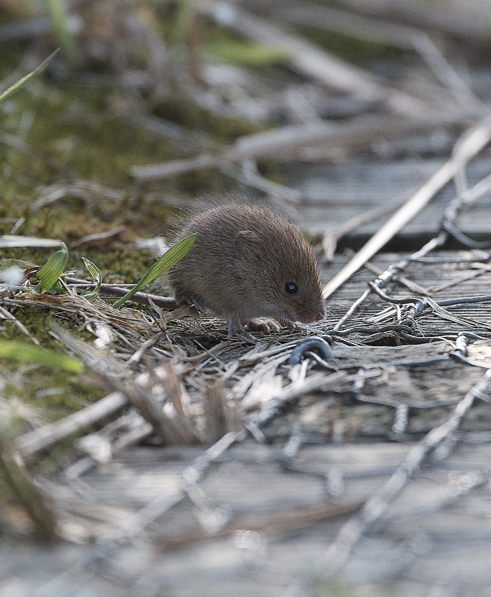 CleyHarvestMouse160919-9