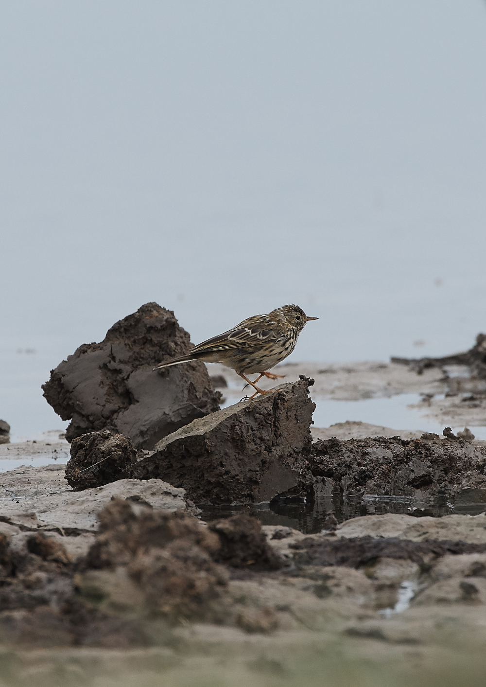 CleyMeadowPipit060919-1