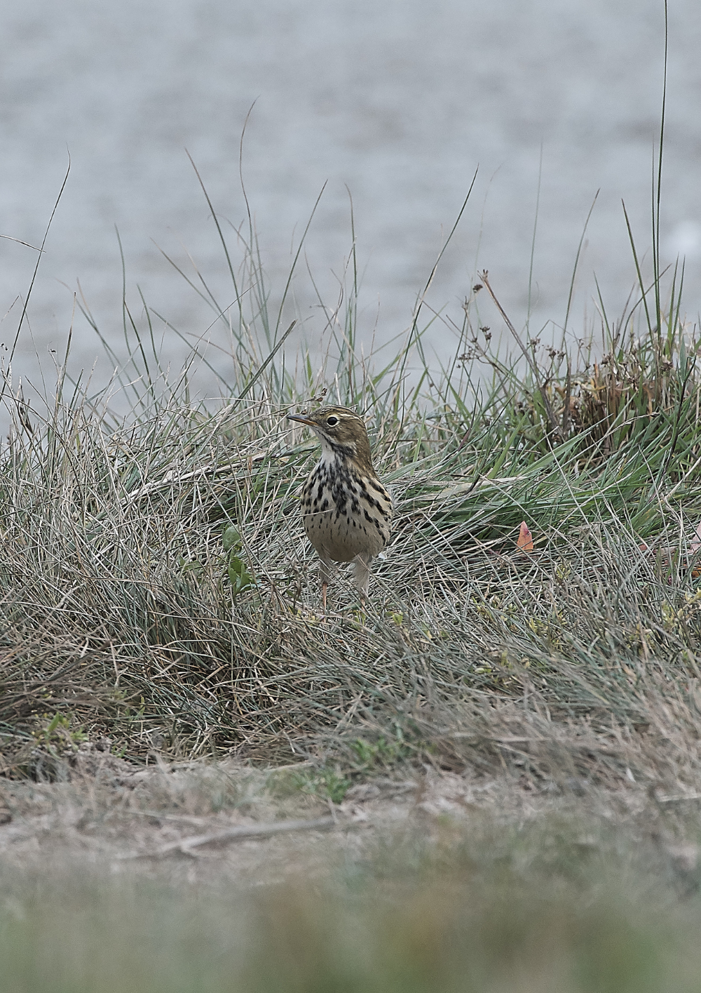 CleyMeadowPipit200919-1