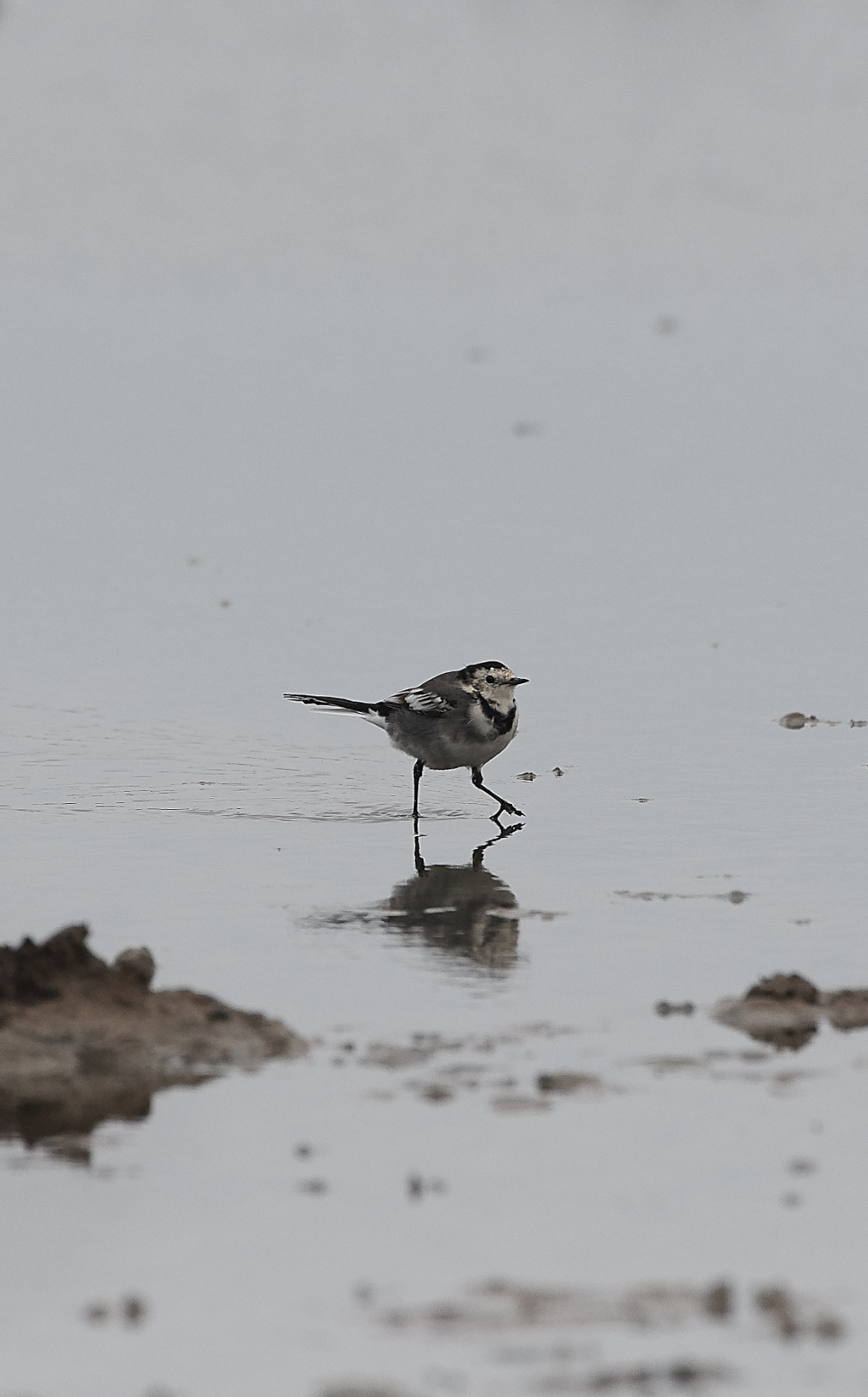 CleyPiedWagtail060919-1