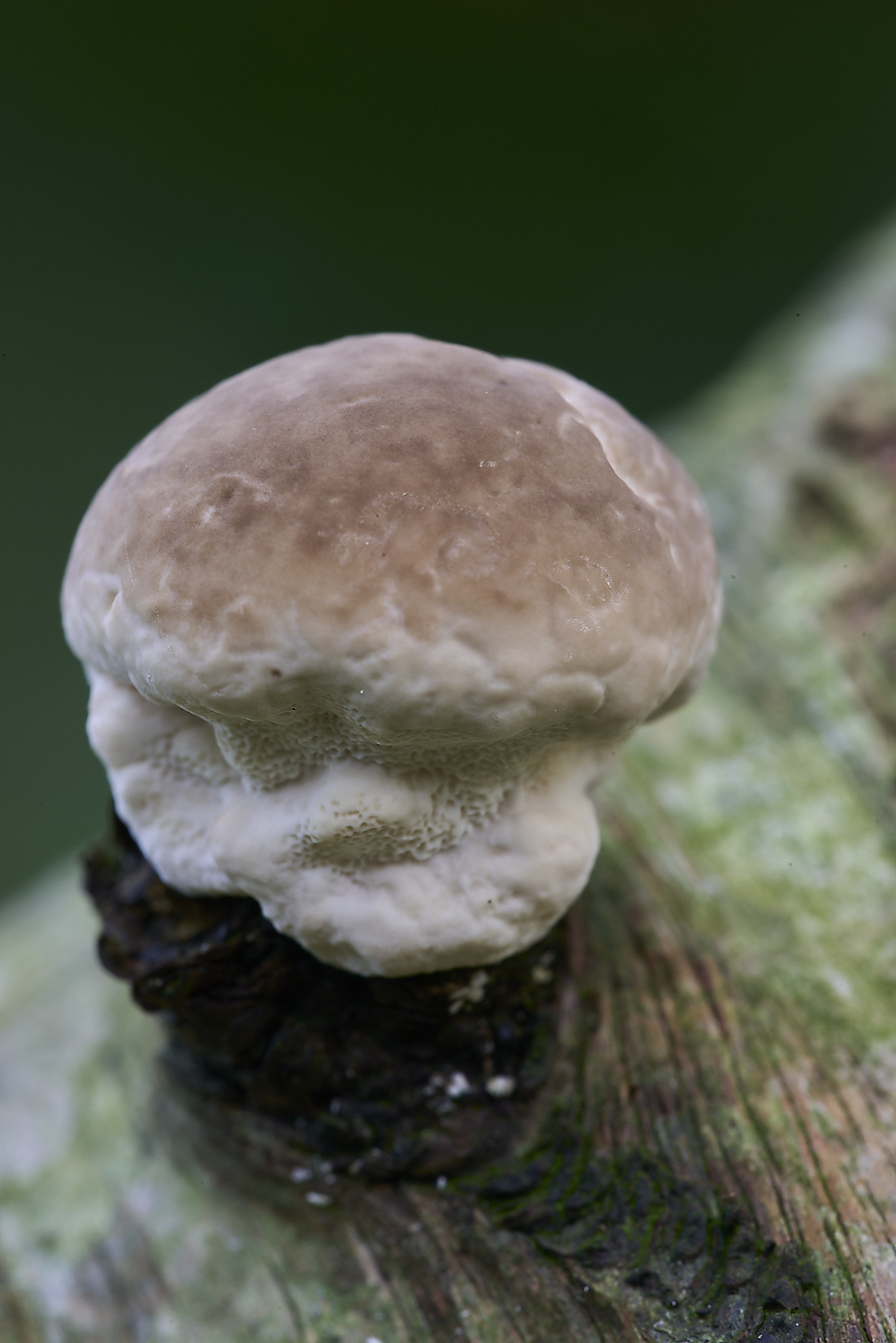 CrostwrightHeathFungus11201119-1-NEF-