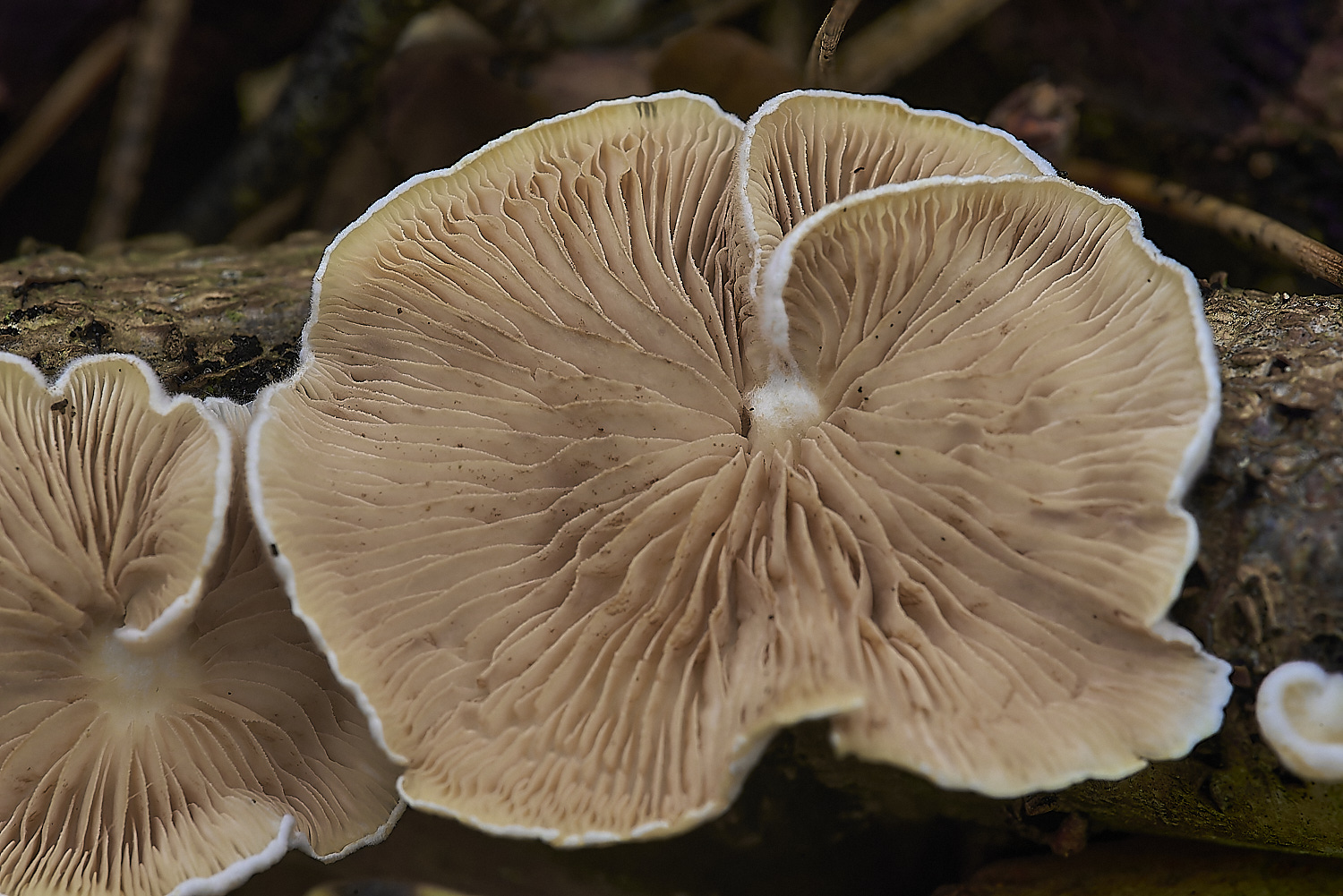 CrostwrightHeathFungus1201119-2-NEF-