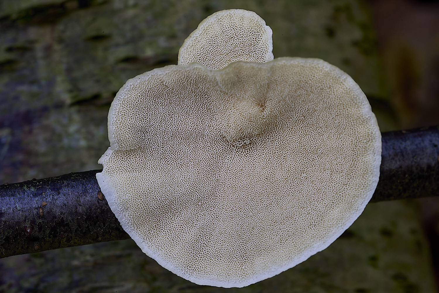 CrostwrightHeathFungus12201119-2-NEF-