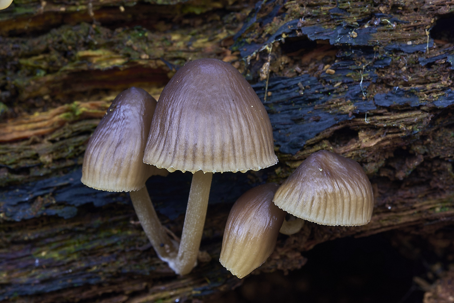 CrostwrightHeathFungus14201119-2-NEF-