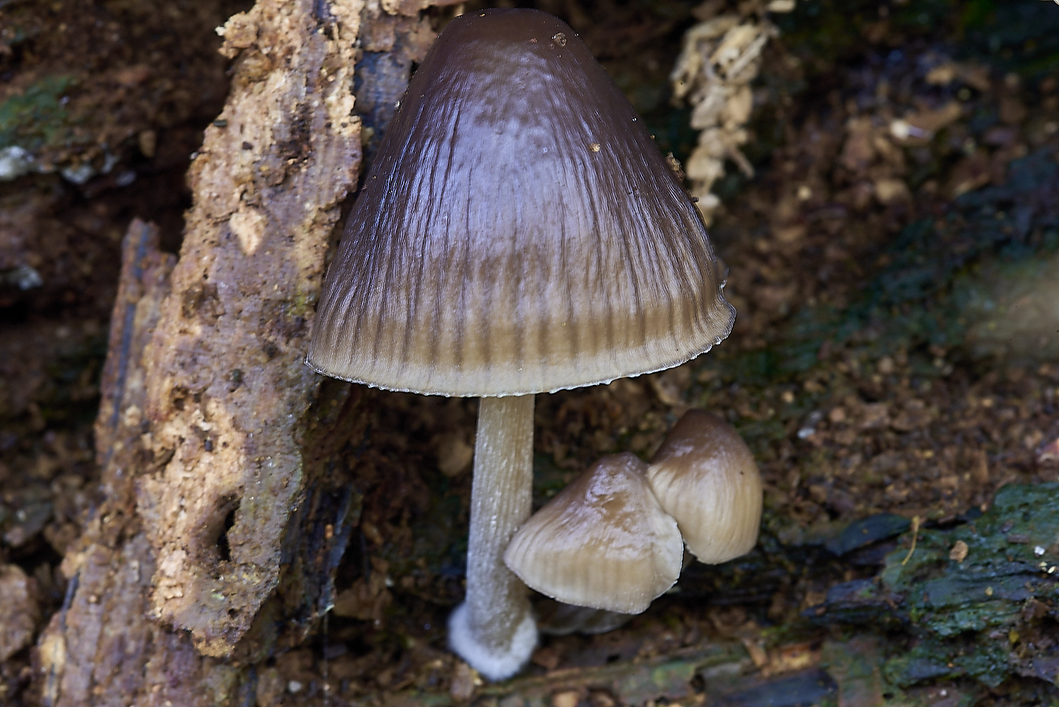 CrostwrightHeathFungus14201119-3-NEF-