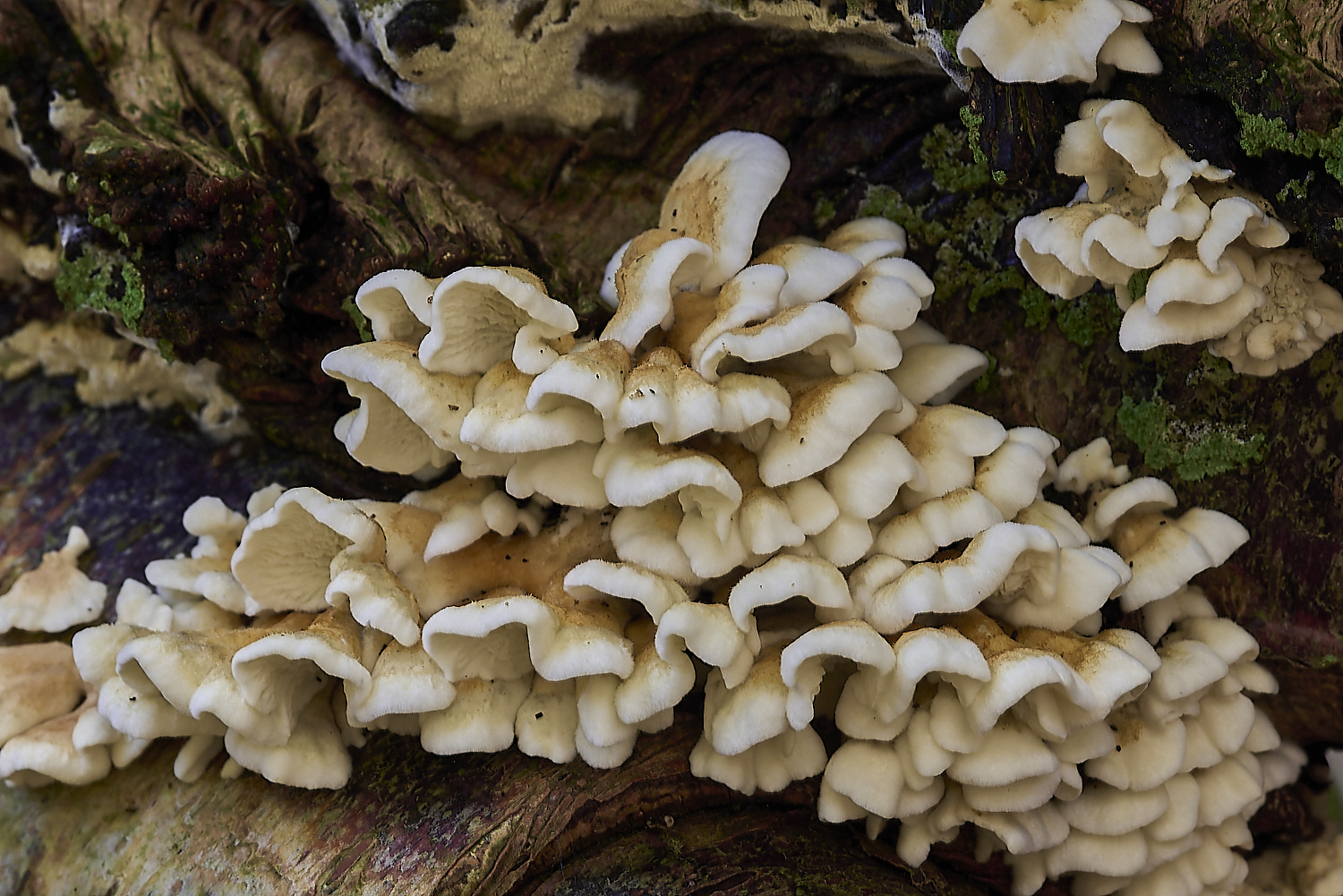 CrostwrightHeathFungus15201119-1-NEF-