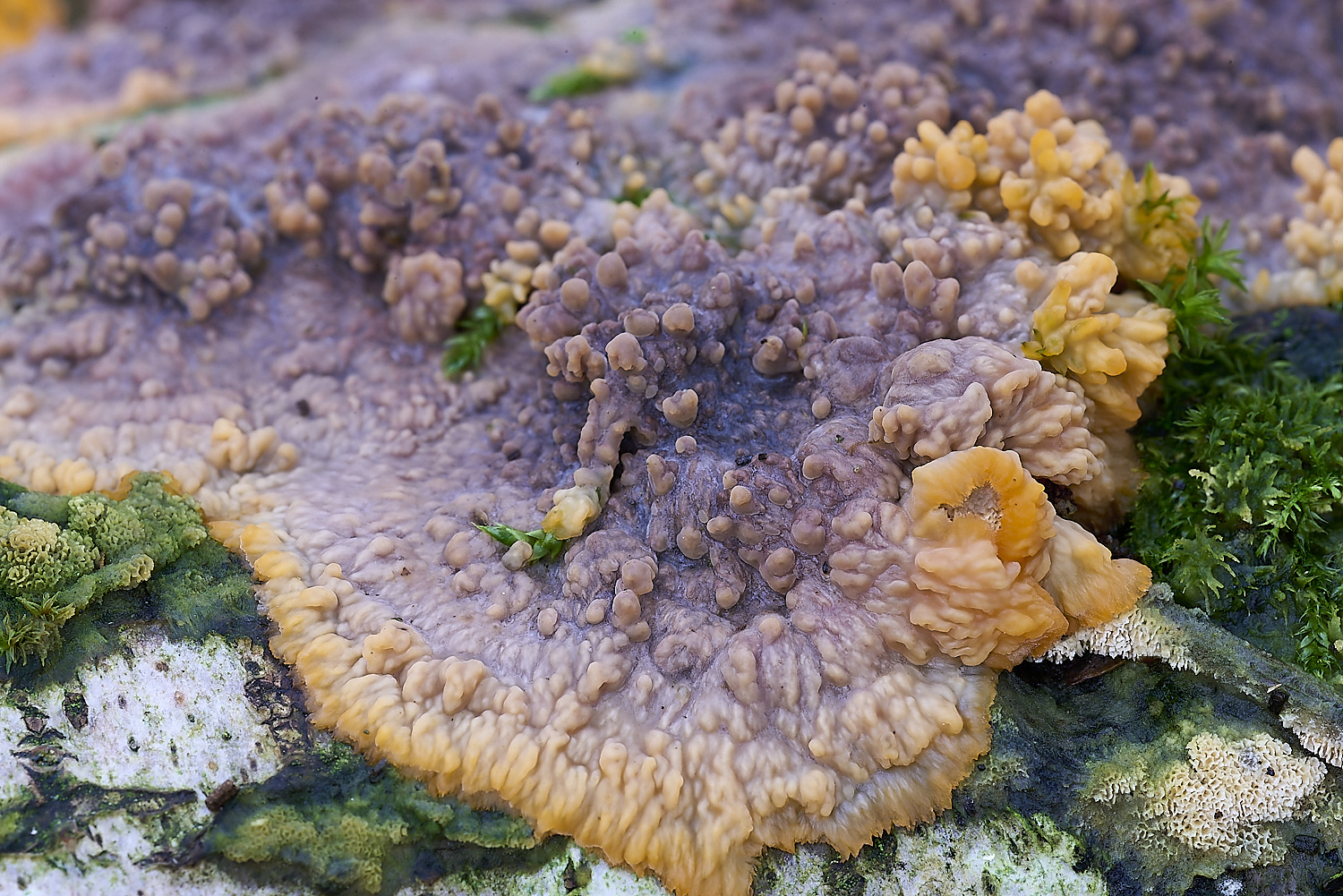 CrostwrightHeathFungus16201119-2-NEF-